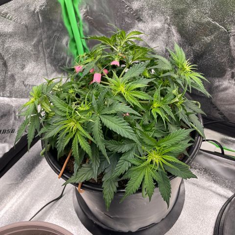 Critical Purple Auto #2 growlog photo: Plant is growing fast. Lots of bud sites 