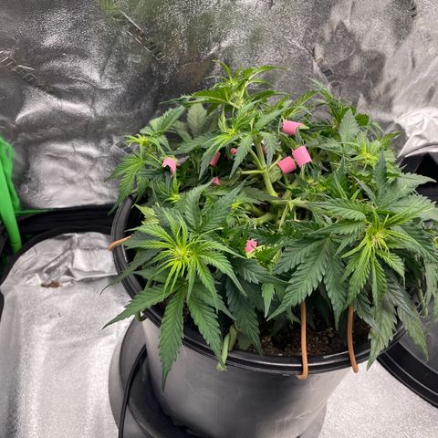 Critical Purple Auto #2 growlog photo: Plant is growing fast. Lots of bud sites 