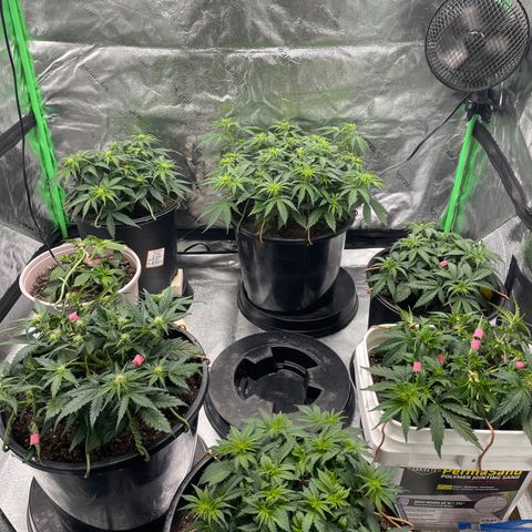 Critical Purple Auto #2 growlog timeline photo