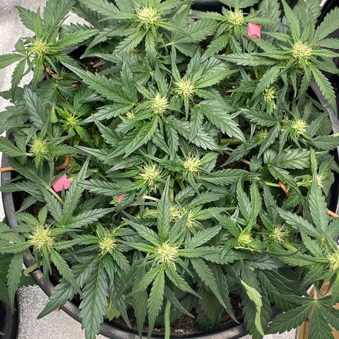 Gelato Auto growlog photo: Fully fowering 