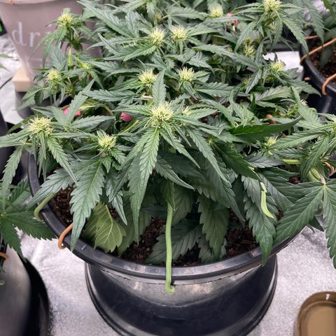 Gelato Auto growlog photo: Fully fowering 