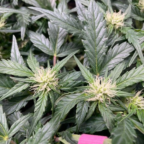Gelato Auto growlog photo: Fully fowering. 