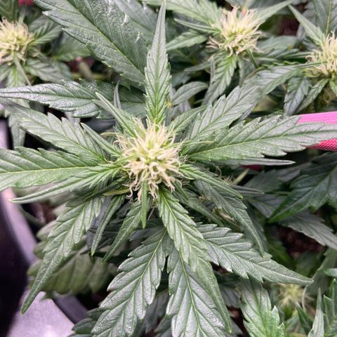 Gelato Auto growlog photo: Fully fowering. 