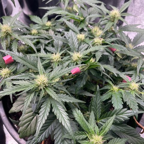 Gelato Auto growlog photo: Fully fowering. 
