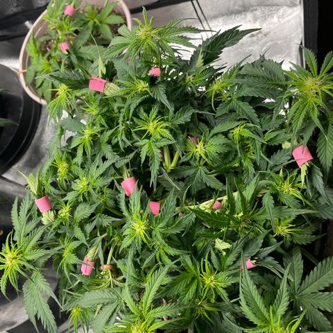 Critical Purple Auto #2 growlog timeline photo