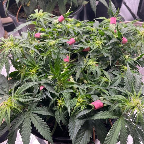 Critical Purple Auto #2 growlog timeline photo