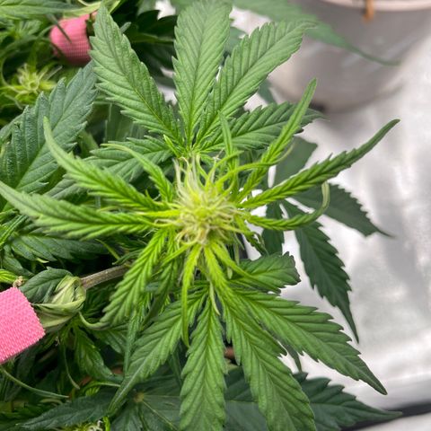 Critical Purple Auto #2 growlog timeline photo