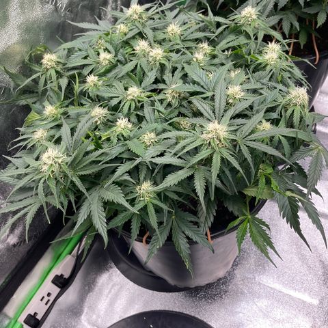 Critical Purple Auto #2 growlog timeline photo