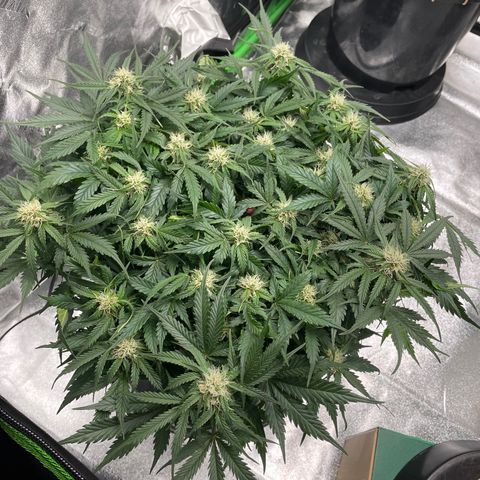 Critical Purple Auto #2 growlog timeline photo