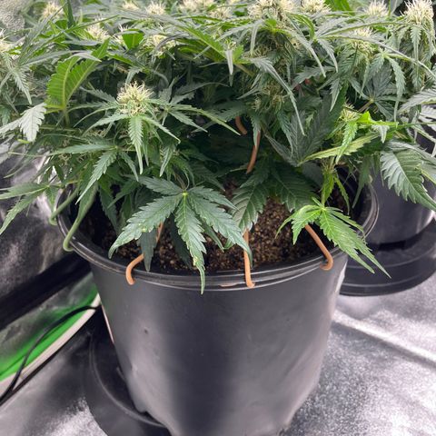 Critical Purple Auto #2 growlog timeline photo