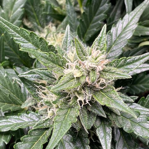 Gelato Auto growlog timeline photo