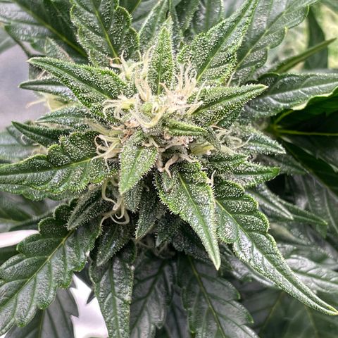 Gelato Auto growlog timeline photo