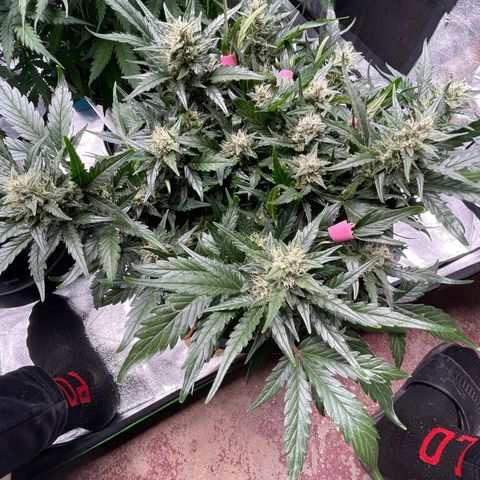 Gelato Auto growlog timeline photo