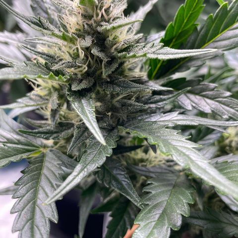 Gelato Auto growlog timeline photo