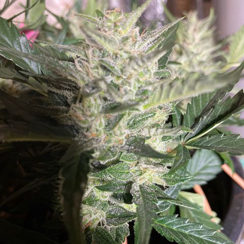 Gelato Auto growlog timeline photo