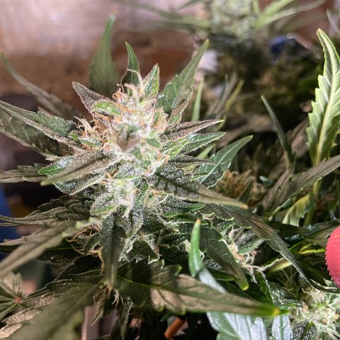 Gelato Auto growlog timeline photo