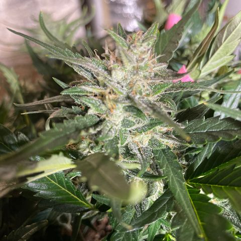 Gelato Auto growlog timeline photo
