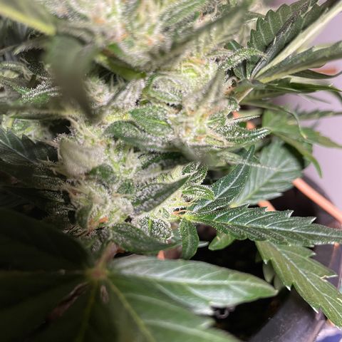 Gelato Auto growlog timeline photo