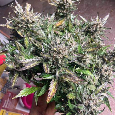 Gelato Auto growlog photo: Chopped and Hung 