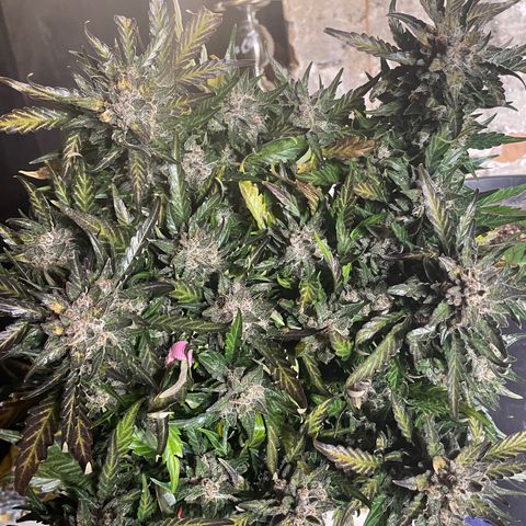 Gelato Auto growlog photo: Chopped and Hung 