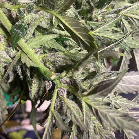 Gelato Auto growlog photo: Chopped and Hung 