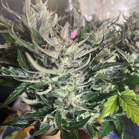 Gelato Auto growlog photo: Chopped and Hung 