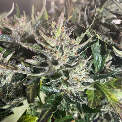Gelato Auto growlog photo: Chopped and Hung 