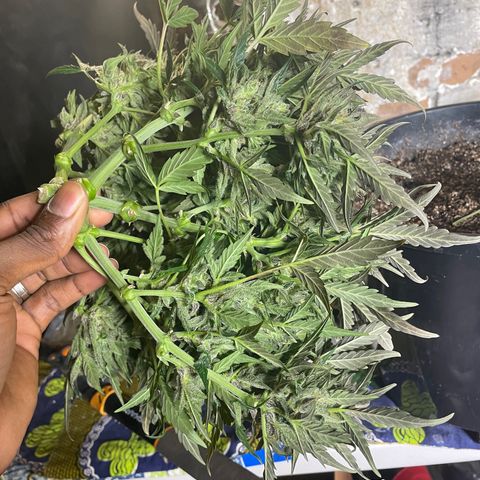 Gelato Auto growlog photo: Chopped and Hung 
