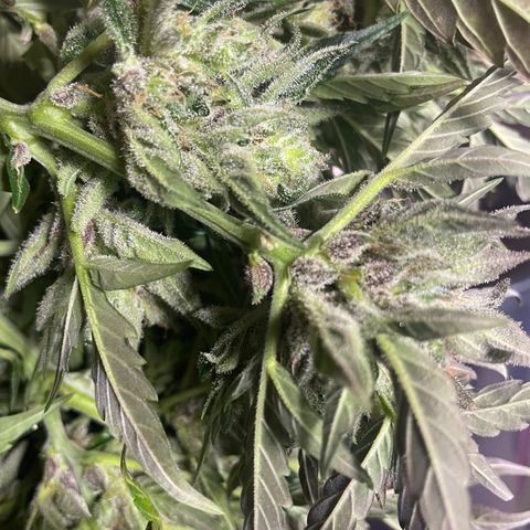Gelato Auto growlog photo: Chopped and Hung 