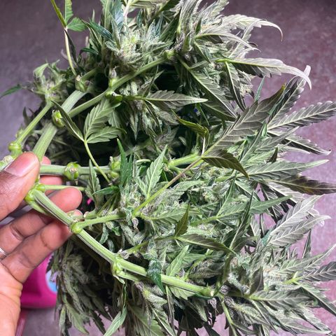Gelato Auto growlog photo: Chopped and Hung 