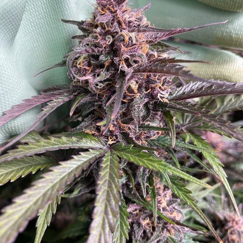 Critical Purple Auto growlog timeline photo