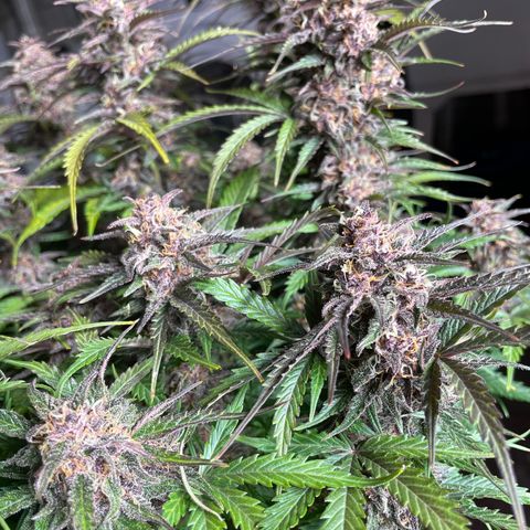 Critical Purple Auto growlog timeline photo