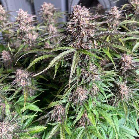 Critical Purple Auto growlog timeline photo