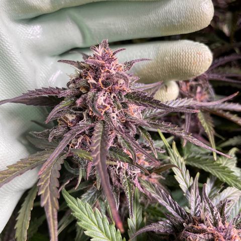 Critical Purple Auto growlog timeline photo