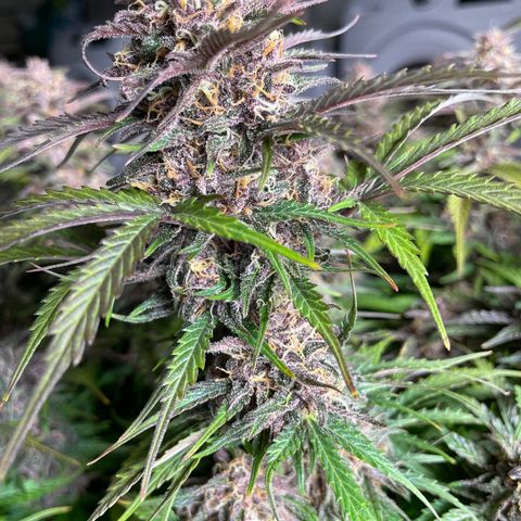 Critical Purple Auto growlog timeline photo