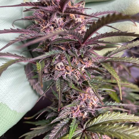 Critical Purple Auto growlog timeline photo