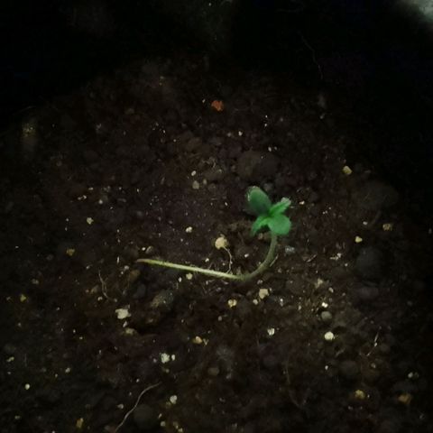 Pren N°01 growlog timeline photo