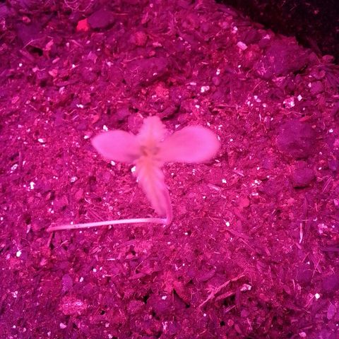 Pren N°01 growlog timeline photo