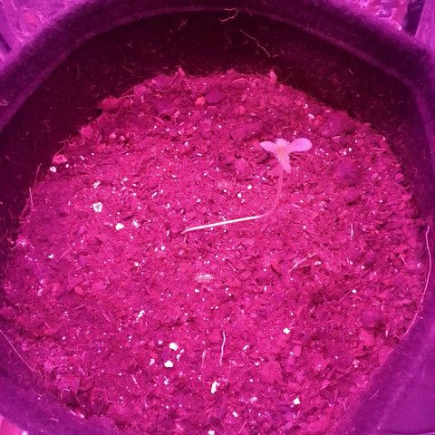 Pren N°01 growlog timeline photo