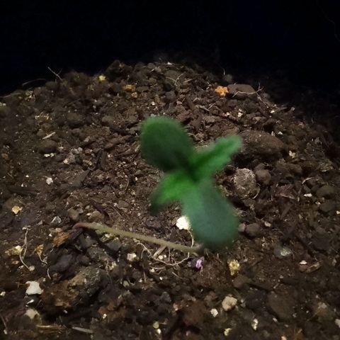 Pren N°01 growlog timeline photo