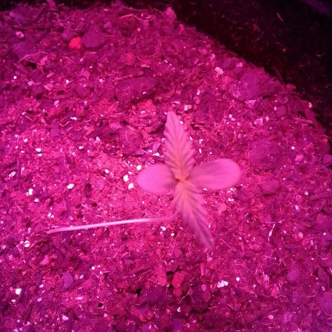 Pren N°01 growlog timeline photo