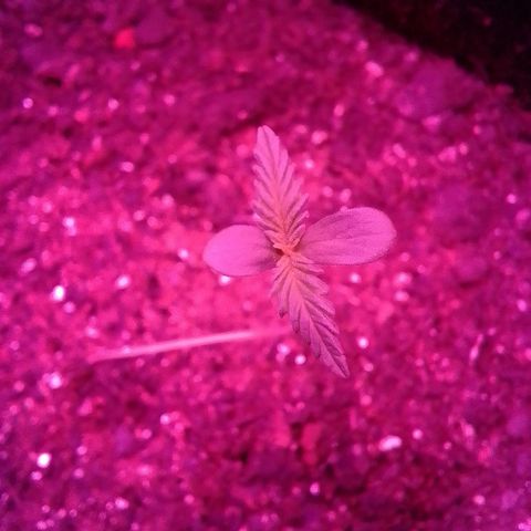 Pren N°01 growlog timeline photo