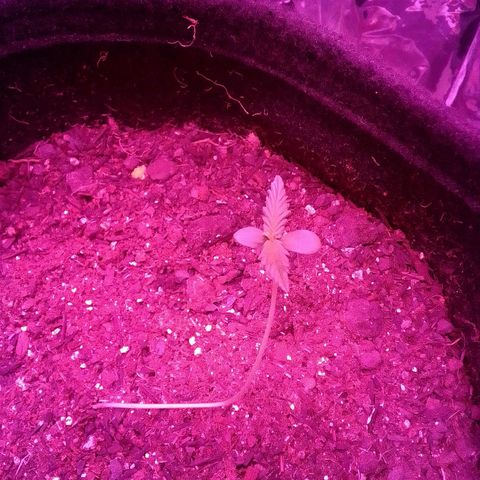 Pren N°01 growlog timeline photo