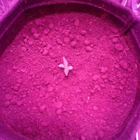 Pren N°01 growlog photo: Vaso prenchido