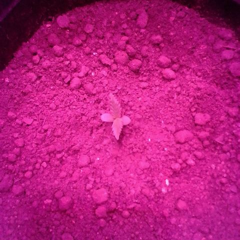 Pren N°01 growlog timeline photo