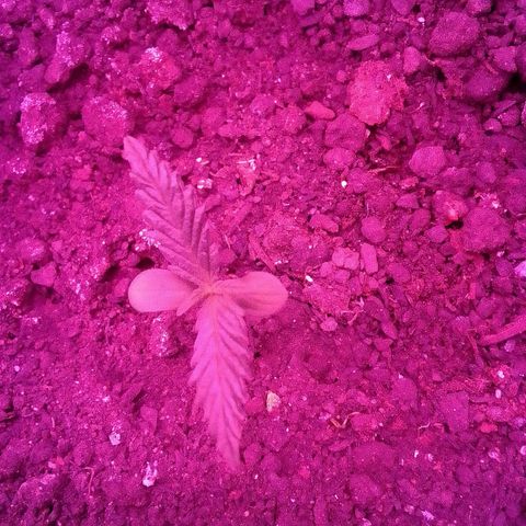 Pren N°01 growlog timeline photo
