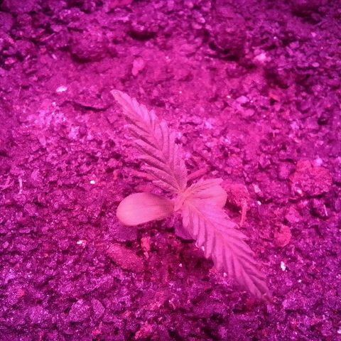 Pren N°01 growlog timeline photo