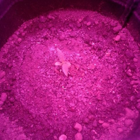 Pren N°01 growlog timeline photo