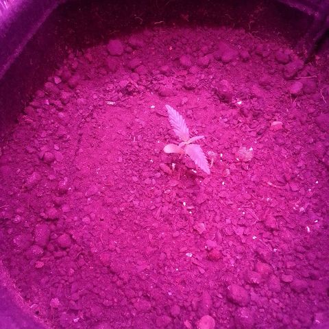 Pren N°01 growlog timeline photo