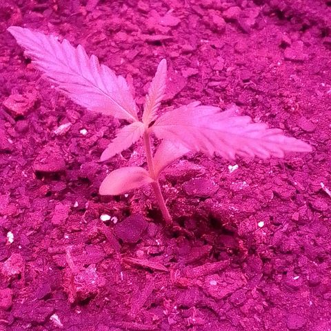 Pren N°01 growlog timeline photo